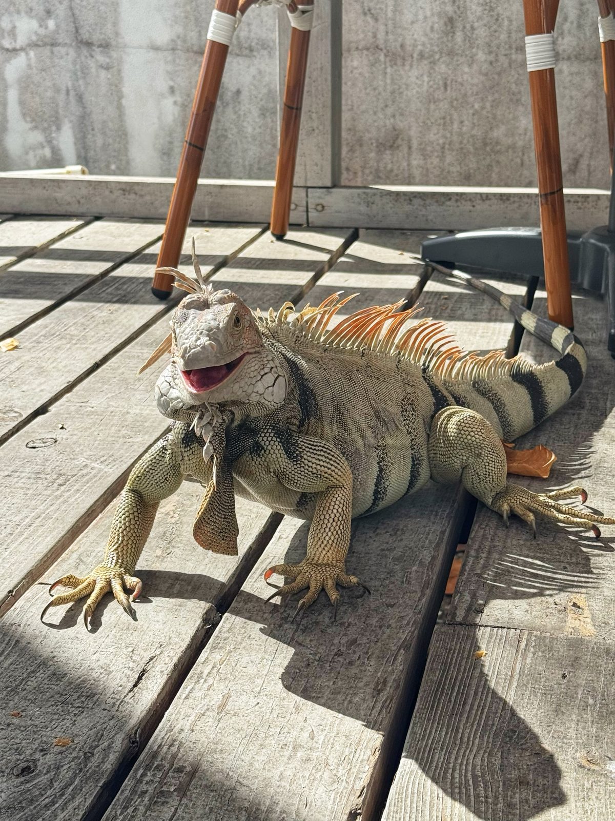 One of the resident iguanas sunning itself on the La Sucrière deck